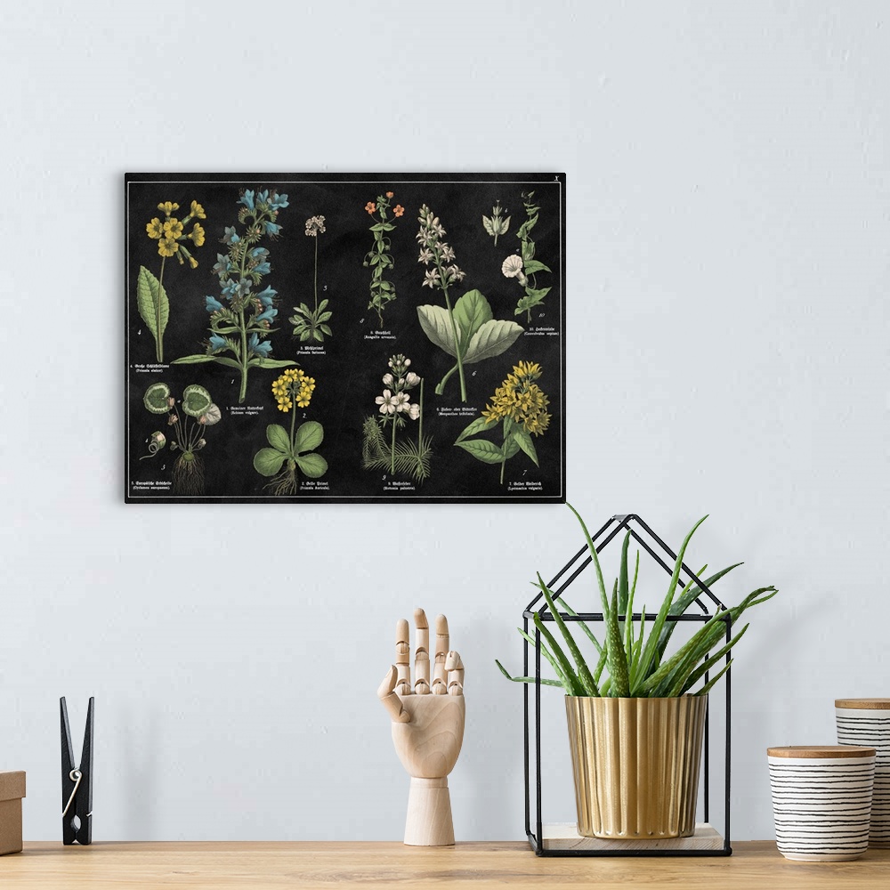 A bohemian room featuring Vintage stylized botanical illustrations.