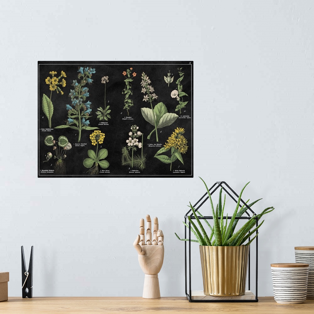 A bohemian room featuring Vintage stylized botanical illustrations.