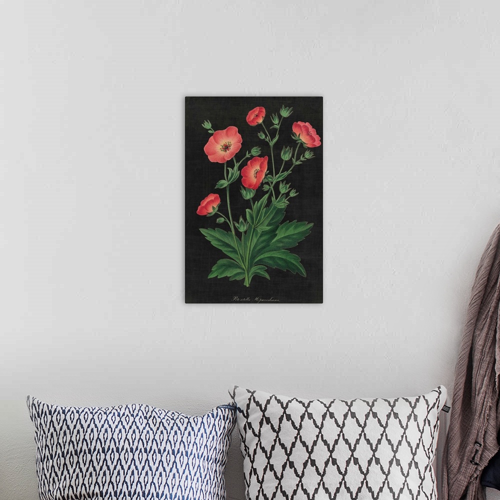 A bohemian room featuring Contemporary artwork of a vintage stylized botanical illustration.