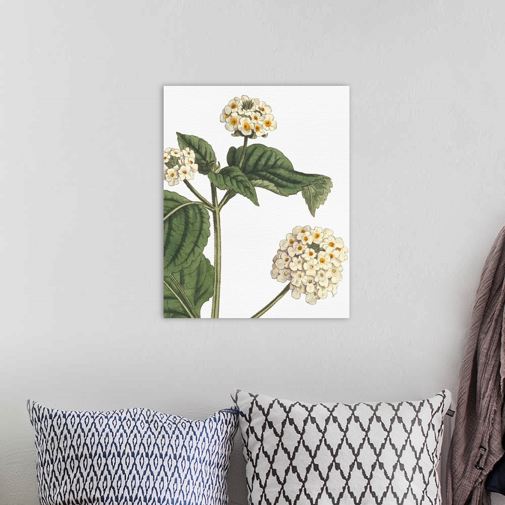 A bohemian room featuring Beautiful botanical illustration of white lantanas on a white background.