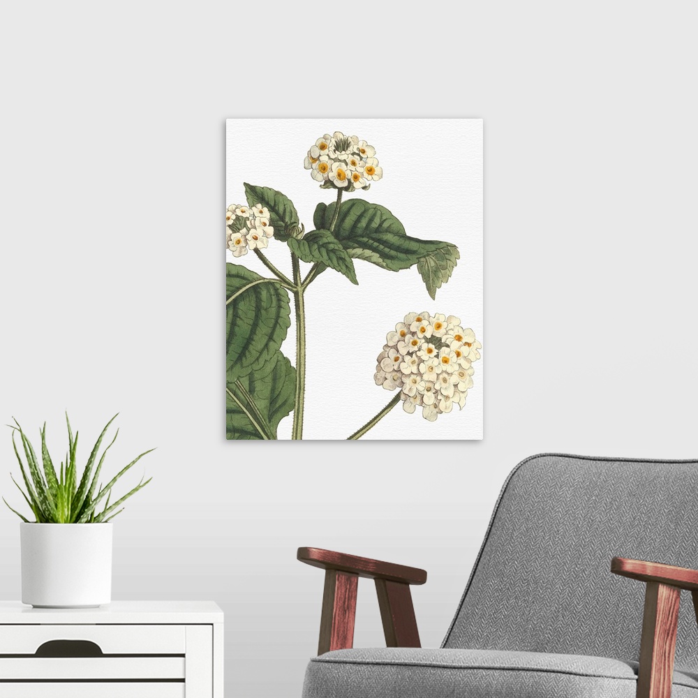 A modern room featuring Beautiful botanical illustration of white lantanas on a white background.