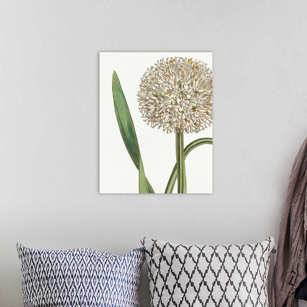A bohemian room featuring Beautiful botanical illustration of a white allium on a white background.