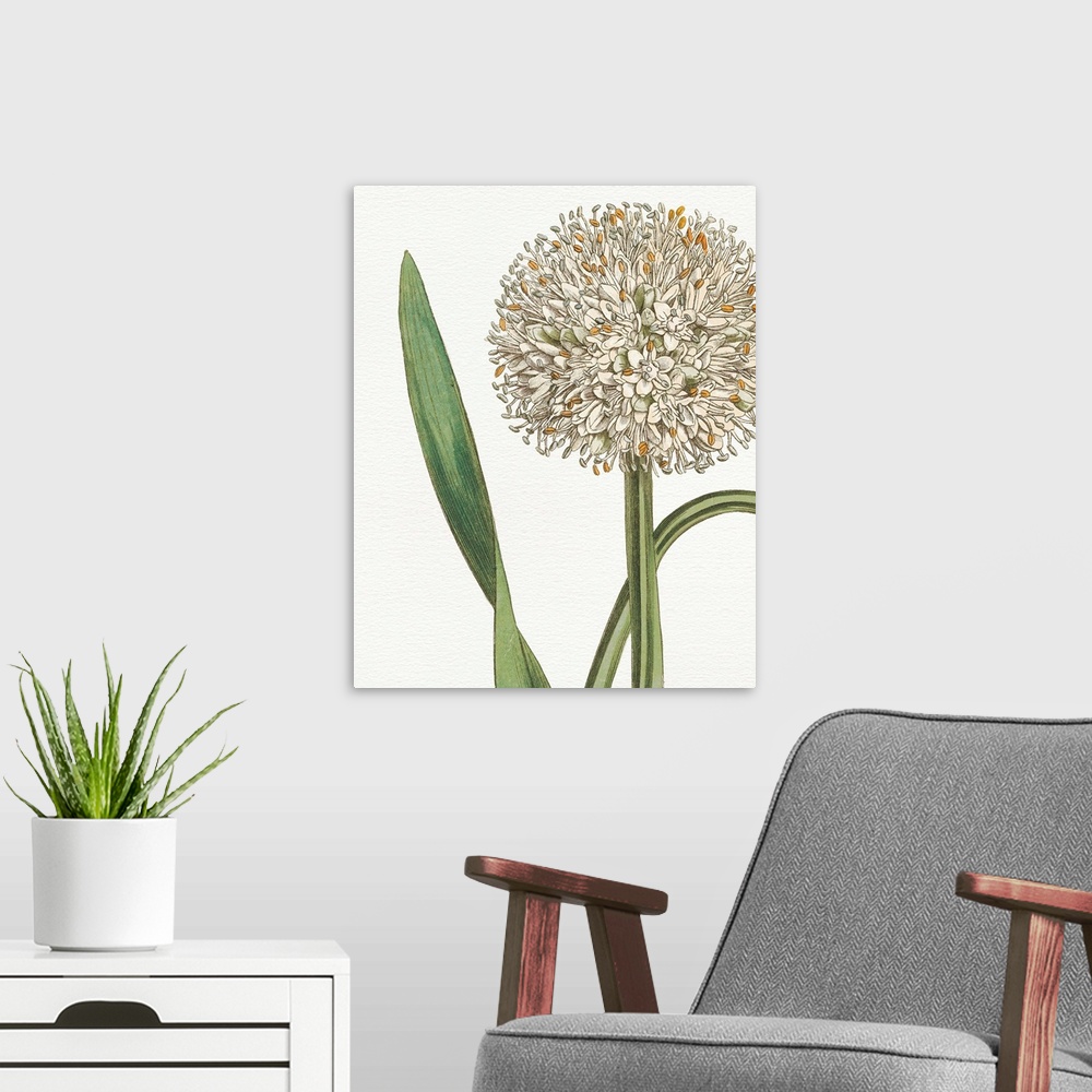 A modern room featuring Beautiful botanical illustration of a white allium on a white background.
