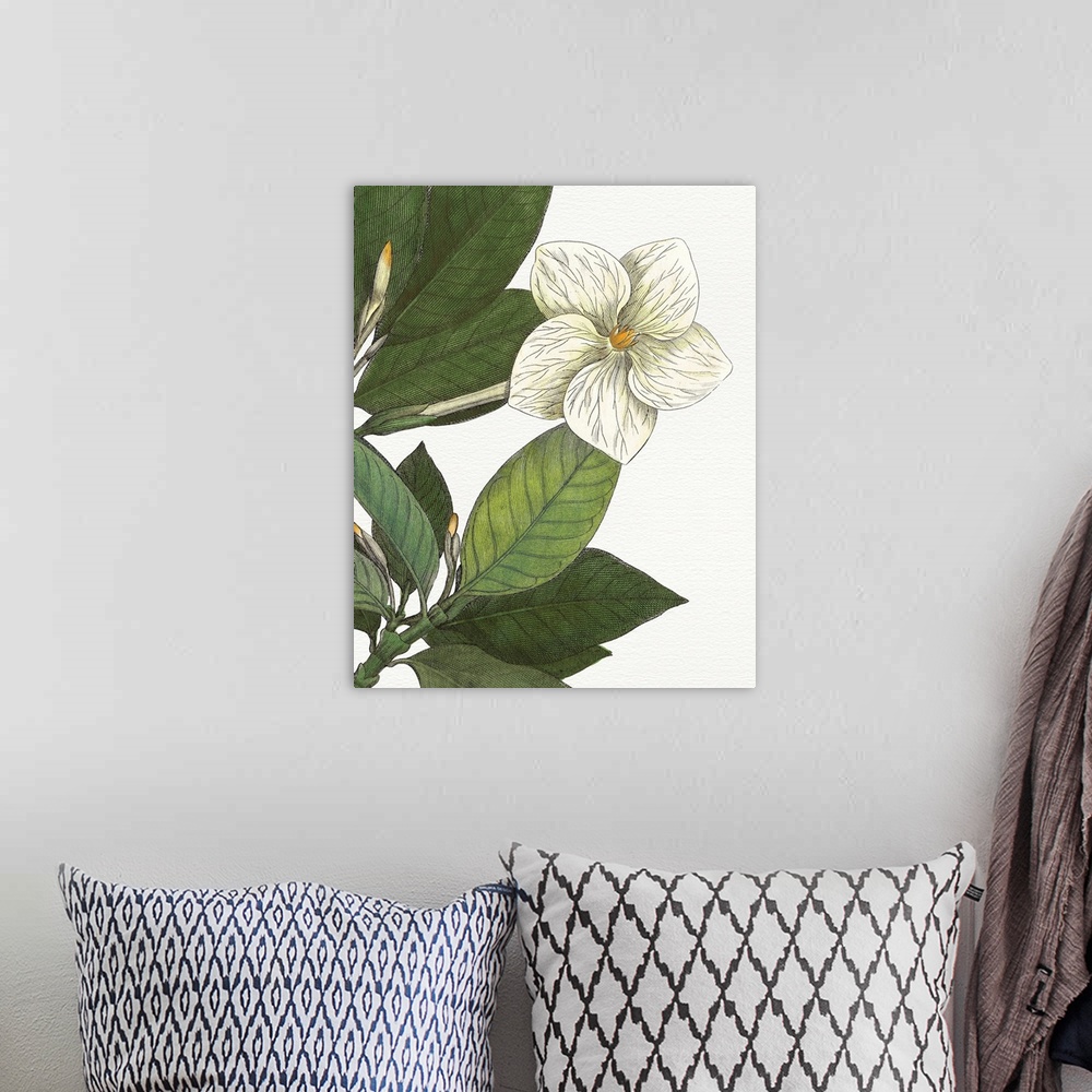 A bohemian room featuring Beautiful botanical illustration of a white gardenia on a white background.