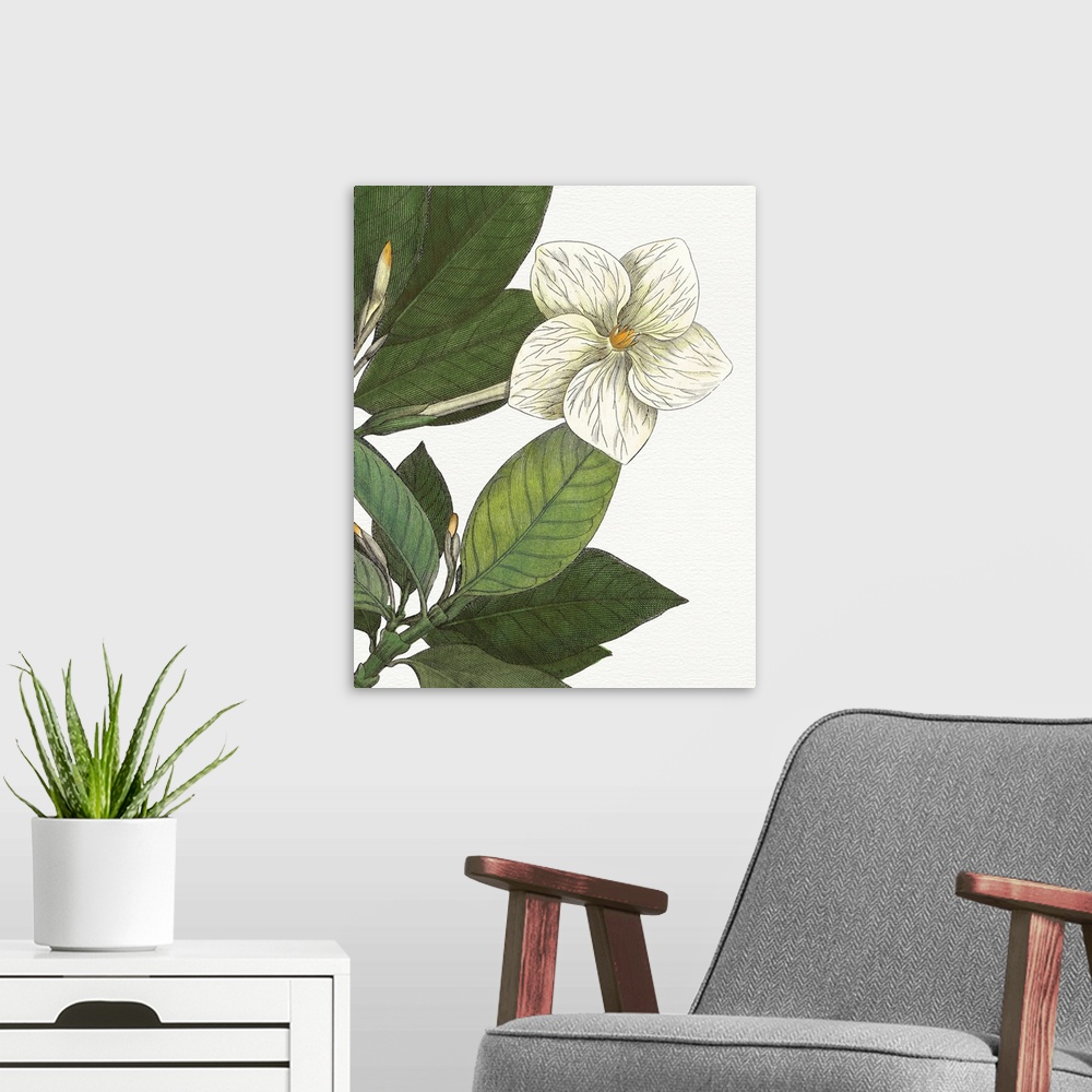 A modern room featuring Beautiful botanical illustration of a white gardenia on a white background.