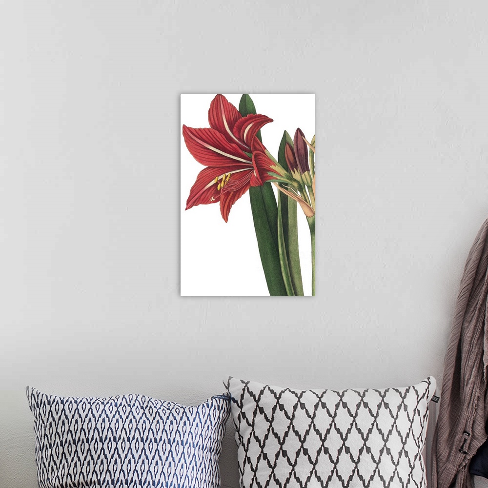 A bohemian room featuring Beautiful botanical illustration of a red lily on a white background.
