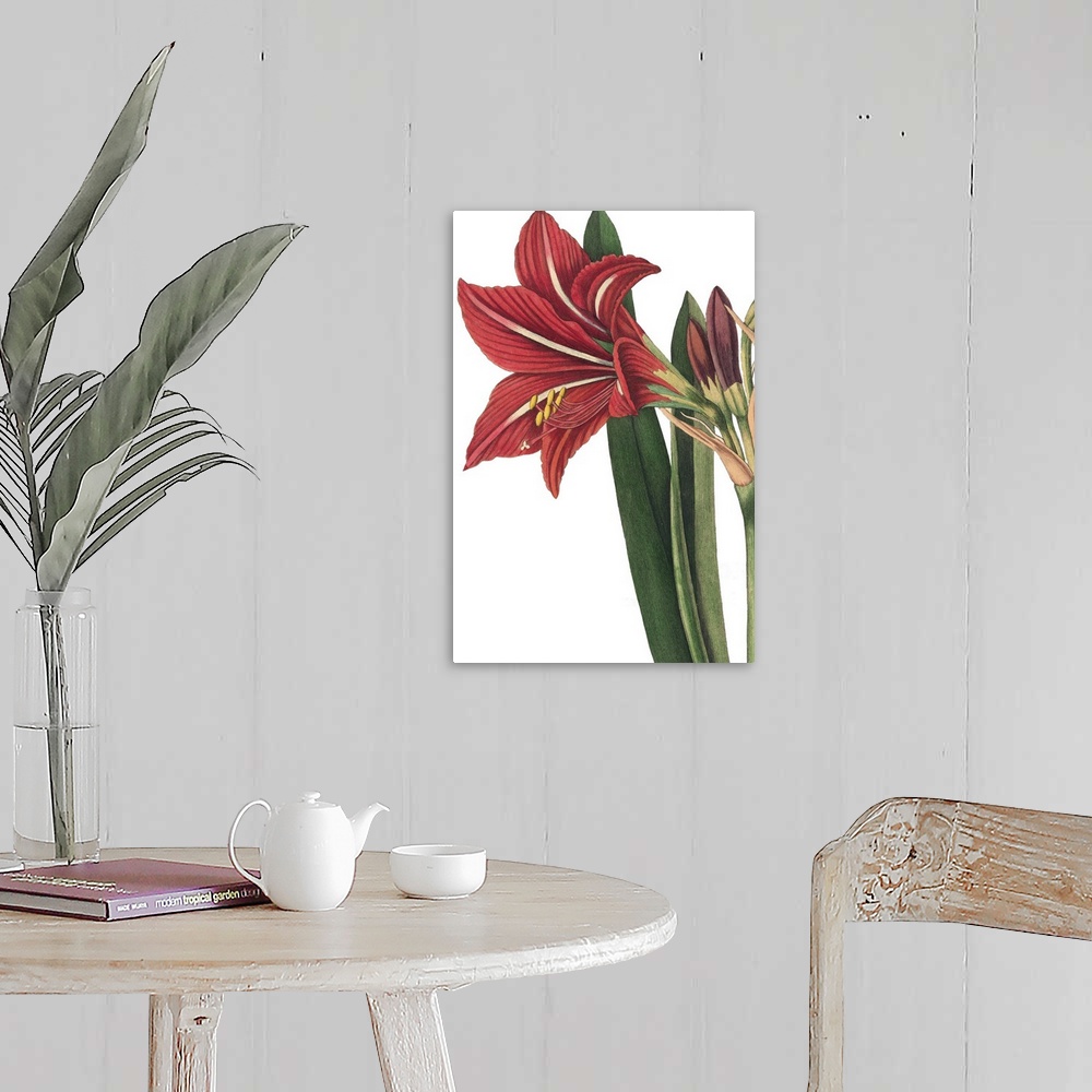 A farmhouse room featuring Beautiful botanical illustration of a red lily on a white background.