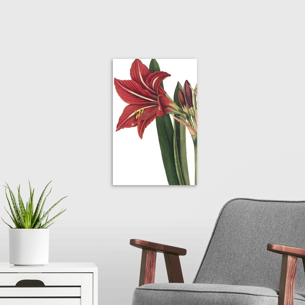 A modern room featuring Beautiful botanical illustration of a red lily on a white background.