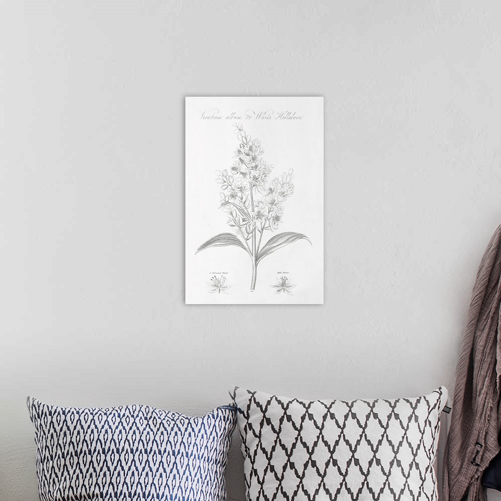 A bohemian room featuring Decorative artwork of a botanical diagram of White Hellebore.