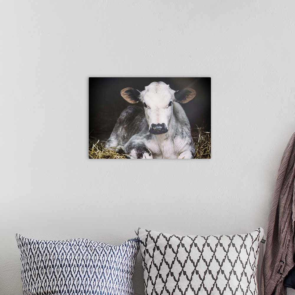 A bohemian room featuring Photograph of a cow staring at the viewer.