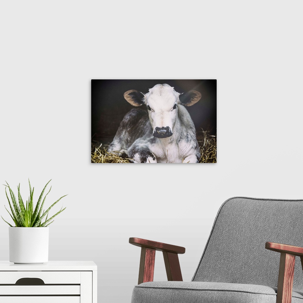 A modern room featuring Photograph of a cow staring at the viewer.