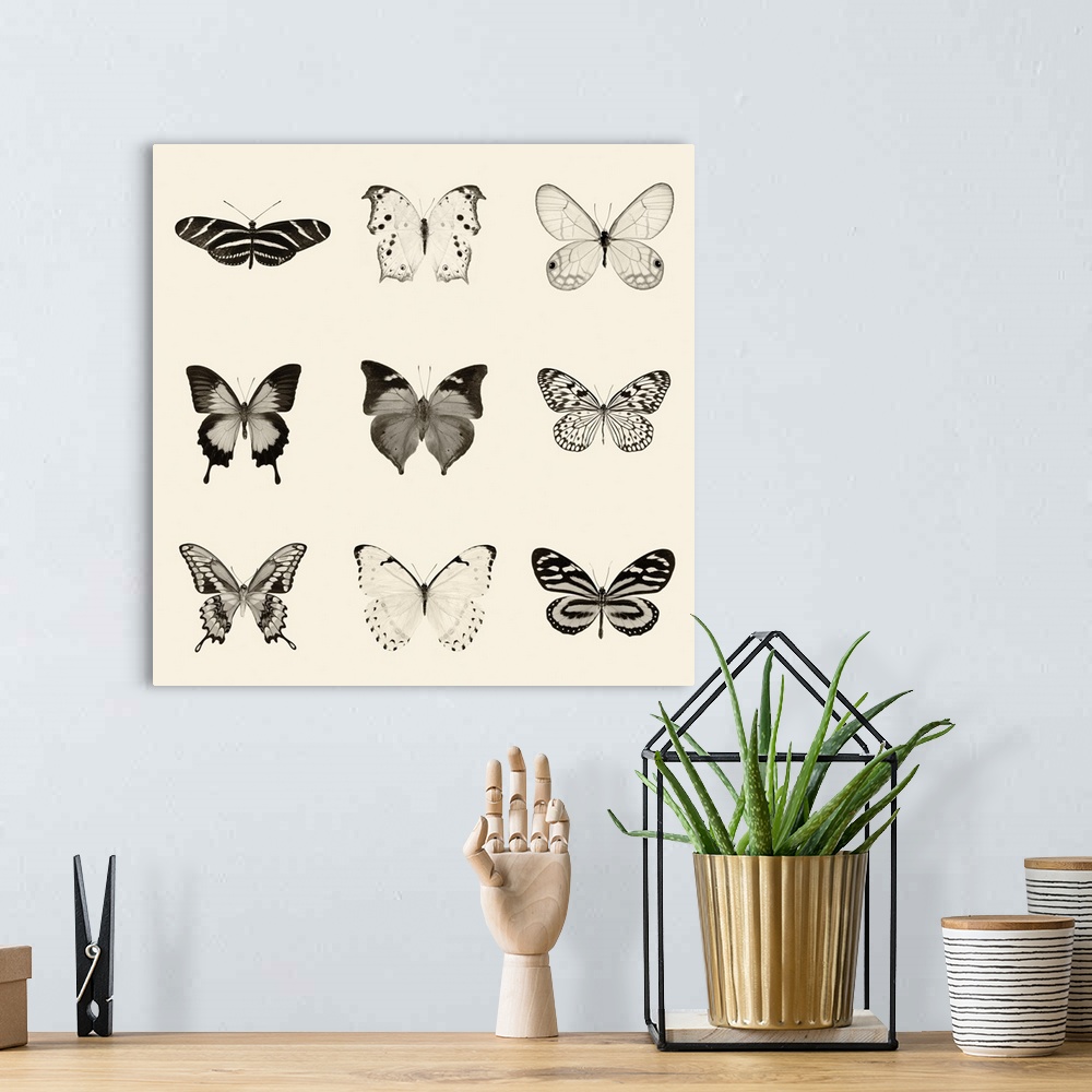 A bohemian room featuring Black and white pen and ink illustration of 9 different butterflies on a neutral colored background.