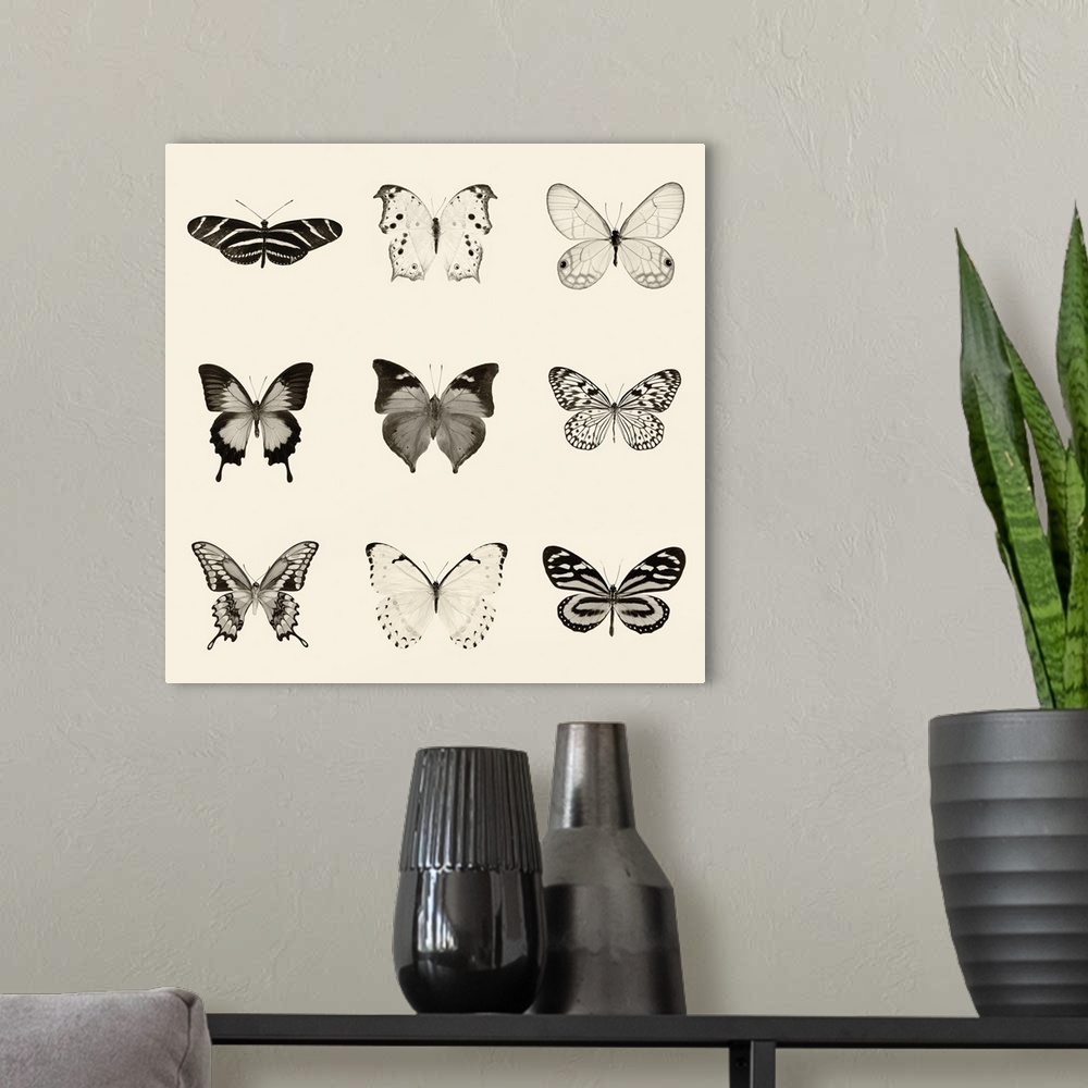 A modern room featuring Black and white pen and ink illustration of 9 different butterflies on a neutral colored background.