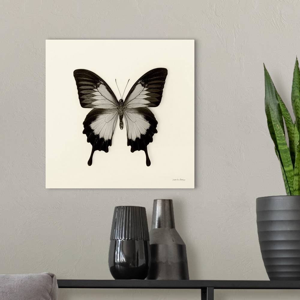 A modern room featuring Butterfly III Black and White