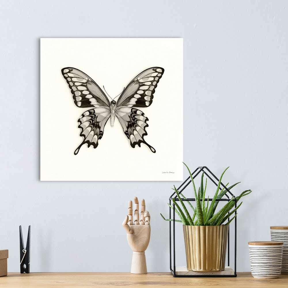 A bohemian room featuring Butterfly VI Black and White
