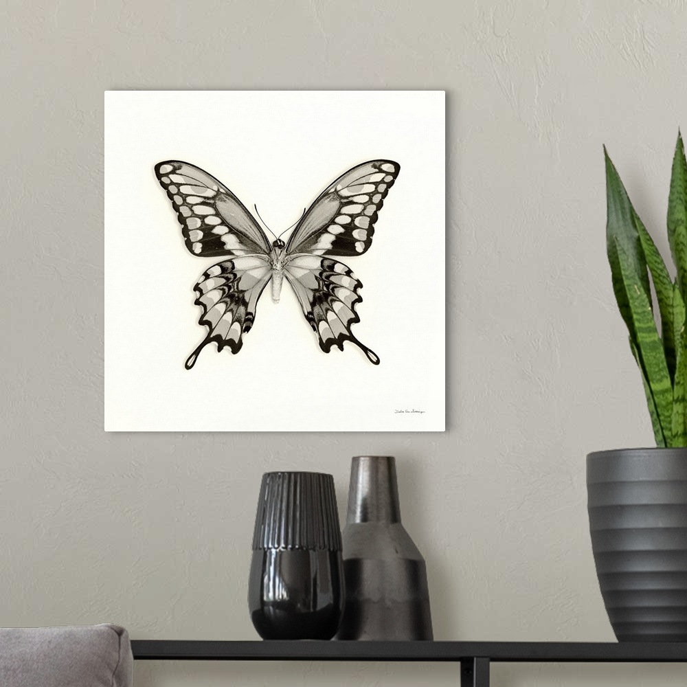 A modern room featuring Butterfly VI Black and White