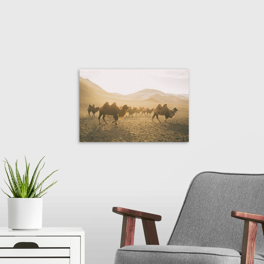 A modern room featuring Camels On The Move