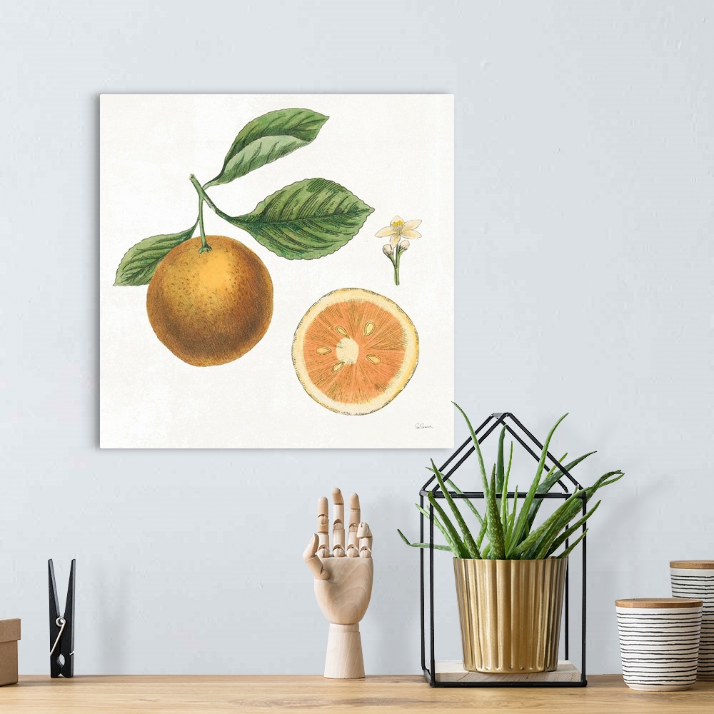 A bohemian room featuring Square art with an illustration of grapefruit and flowers on a white background.