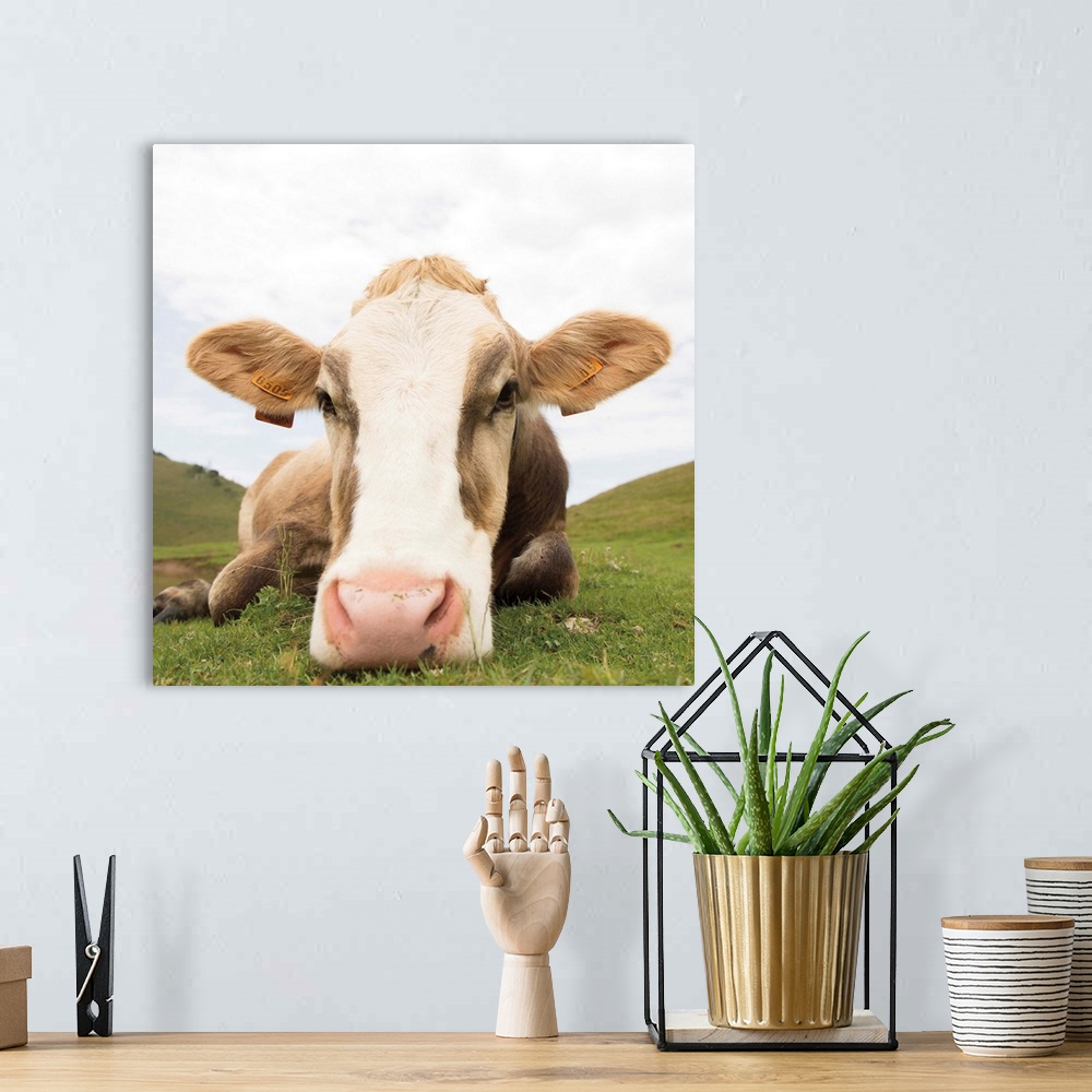 A bohemian room featuring Close up photograph of a cow resting on a grassy field.