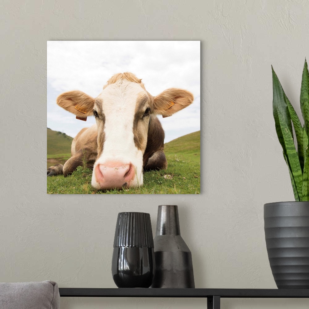 A modern room featuring Close up photograph of a cow resting on a grassy field.