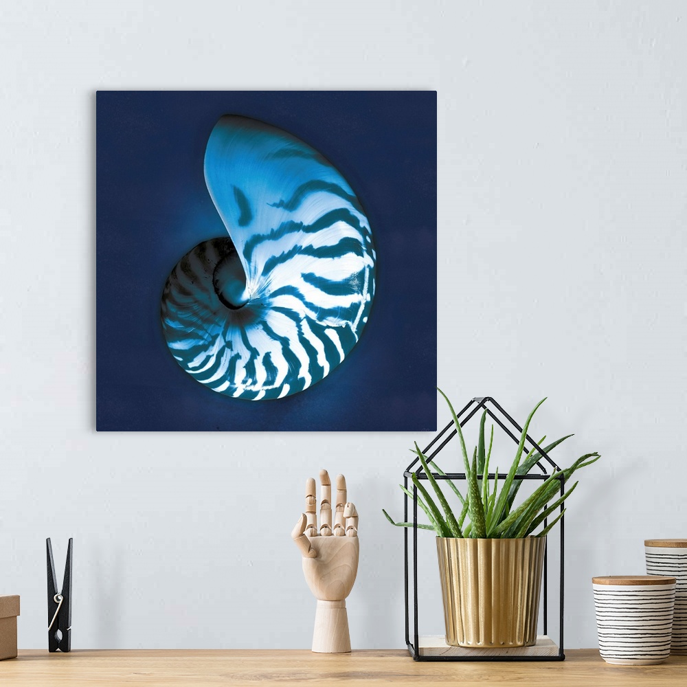 A bohemian room featuring Cyanotype photograph of a white striped seashell on an indigo background.