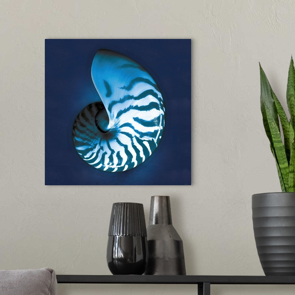A modern room featuring Cyanotype photograph of a white striped seashell on an indigo background.