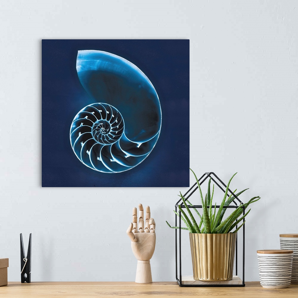 A bohemian room featuring Cyanotype photograph of a white striped seashell on an indigo background.
