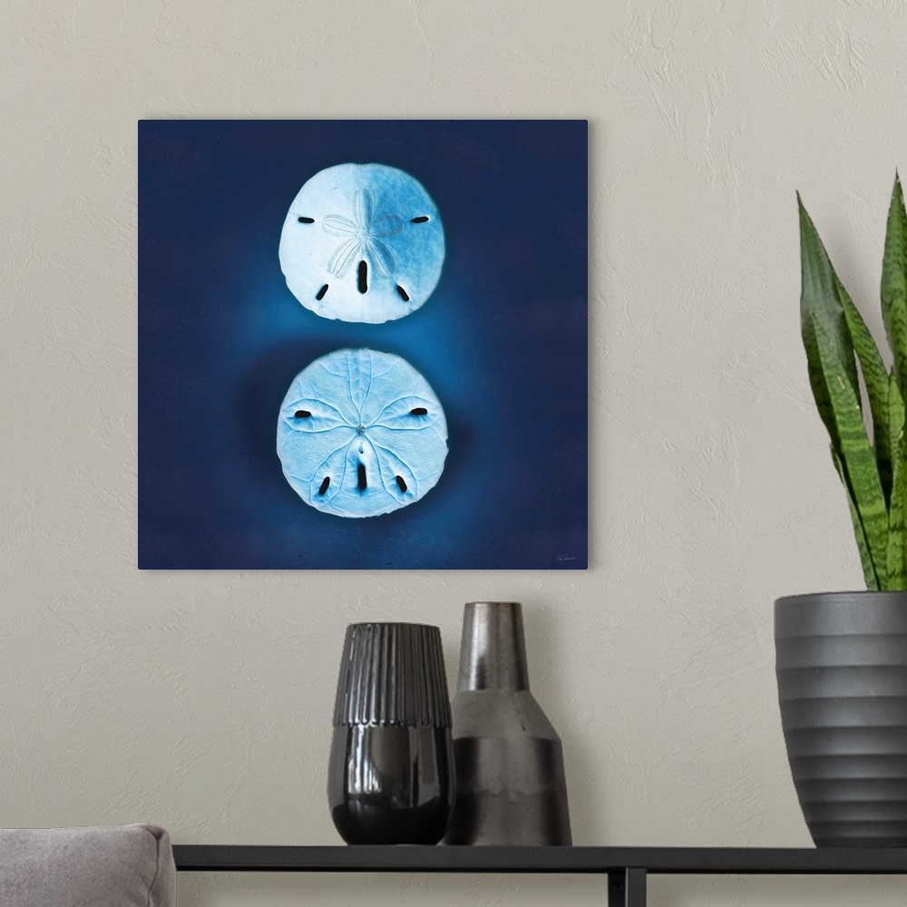 A modern room featuring Cyanotype photograph of white sand dollars on an indigo background.
