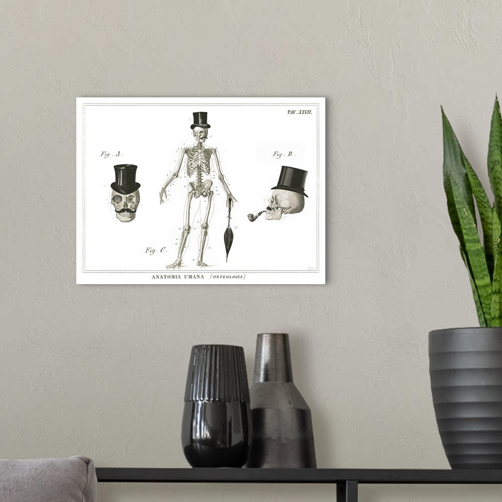 A modern room featuring Anatomical artwork of the human skull and skeleton wearing top hats.