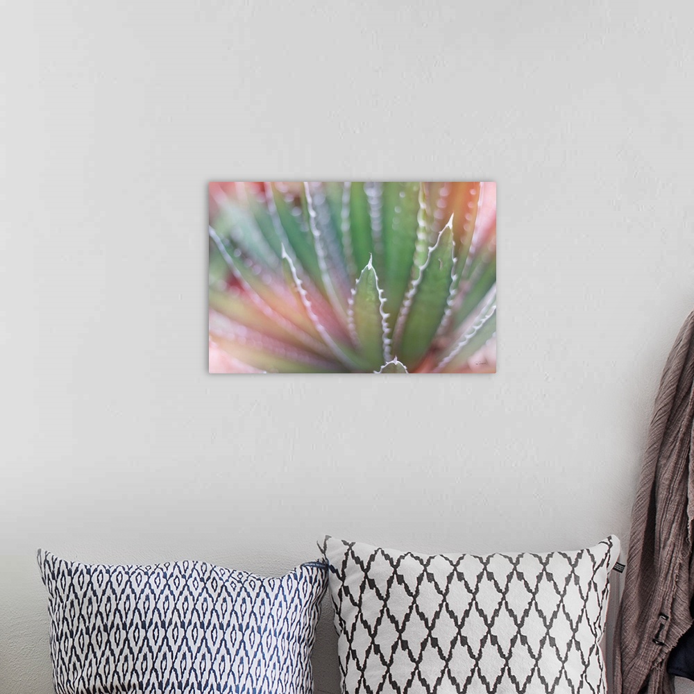 A bohemian room featuring Dreamy photograph of a cactus with a pink tone overlay.