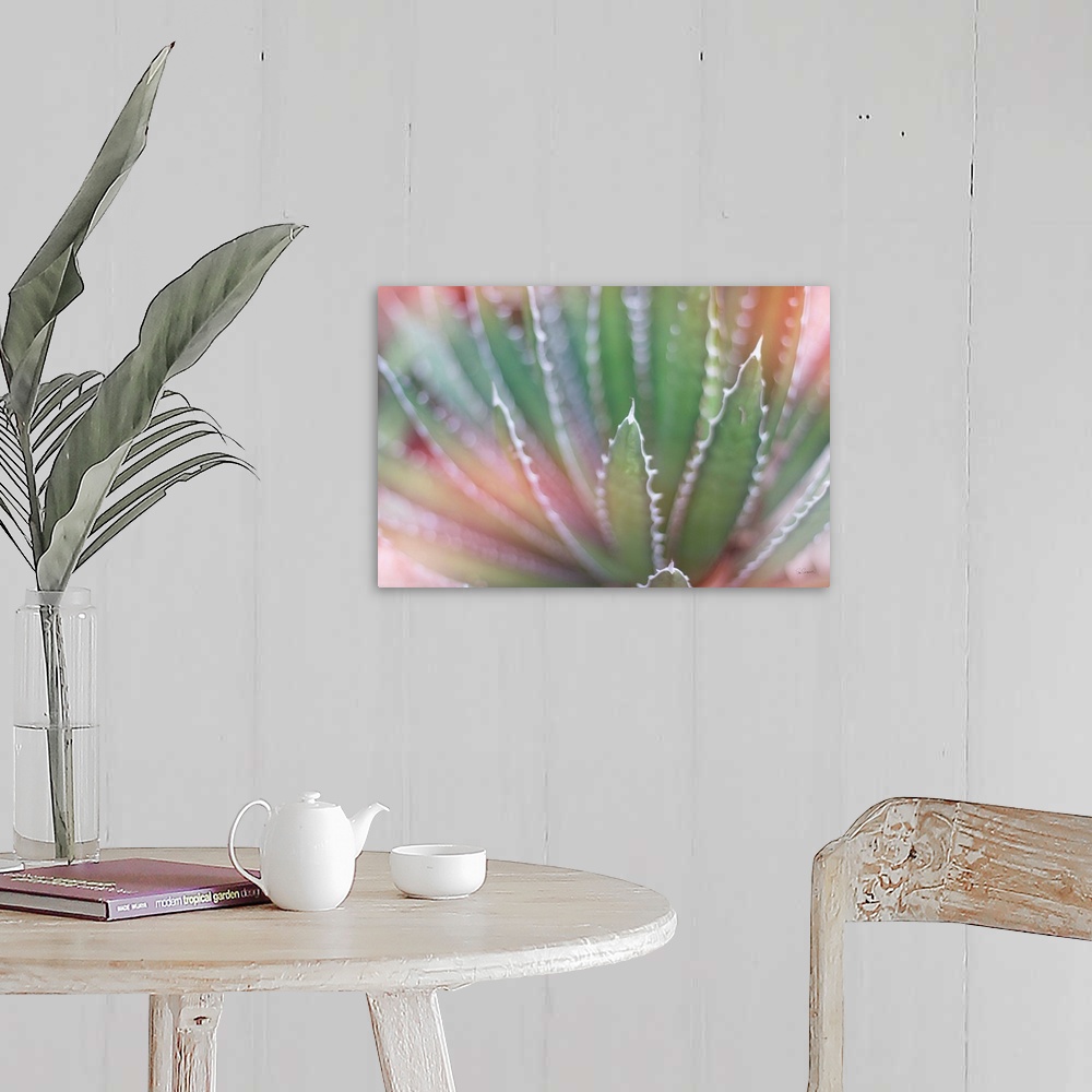 A farmhouse room featuring Dreamy photograph of a cactus with a pink tone overlay.
