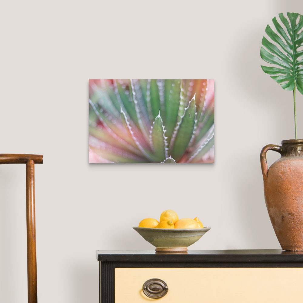 A traditional room featuring Dreamy photograph of a cactus with a pink tone overlay.