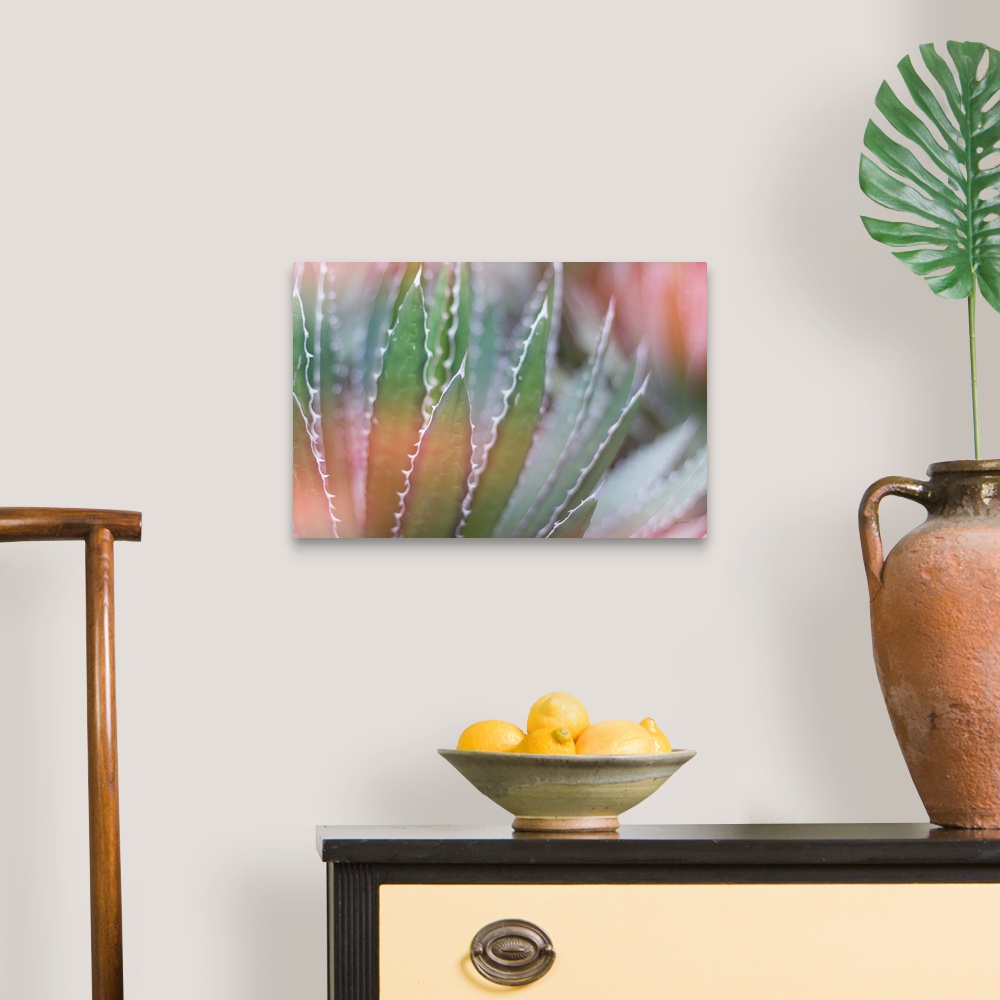 A traditional room featuring Dreamy photograph of a cactus with a pink tone overlay.