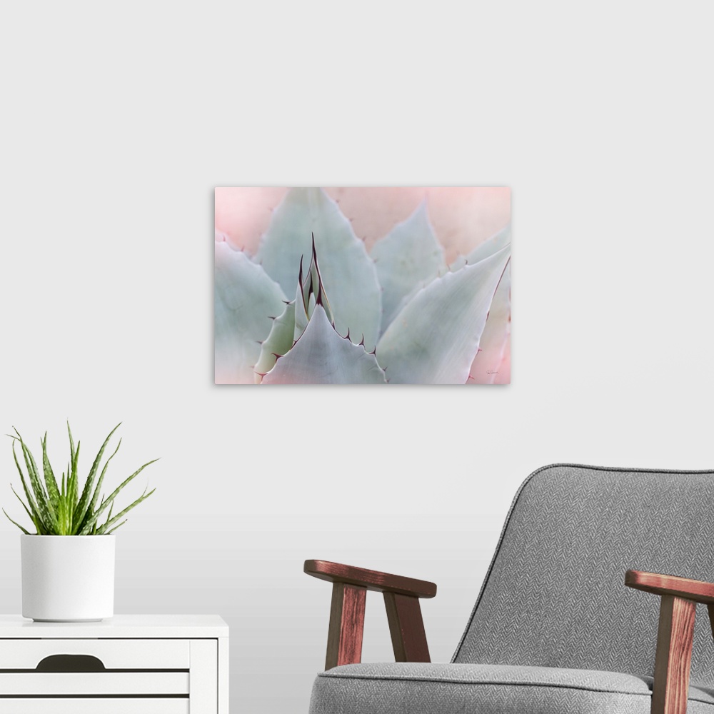 A modern room featuring Dreamy photograph of a cactus with a pink tone overlay.