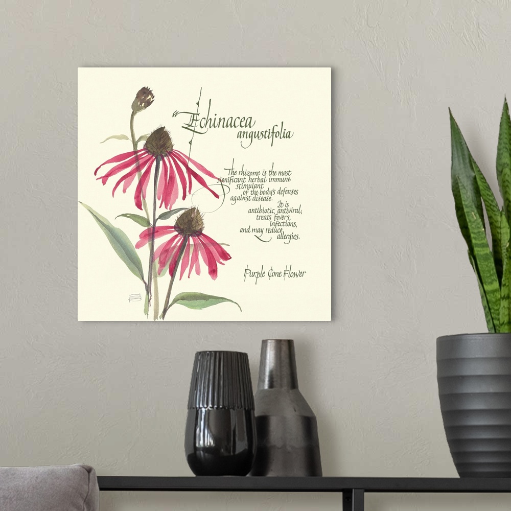 A modern room featuring Echinacea