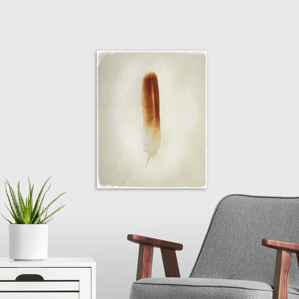 A modern room featuring A faded photograph of a bird feather in the center of the frame.