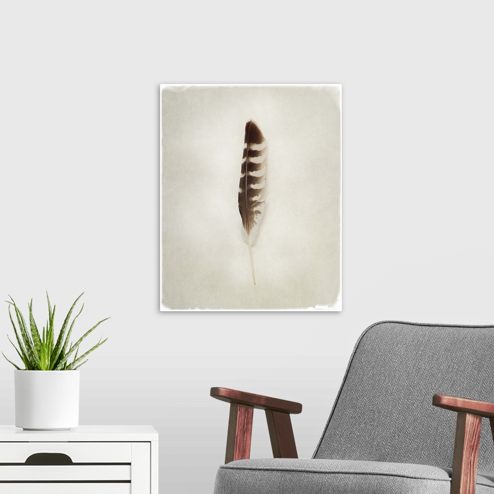 A modern room featuring A faded photograph of a bird feather in the center of the frame.