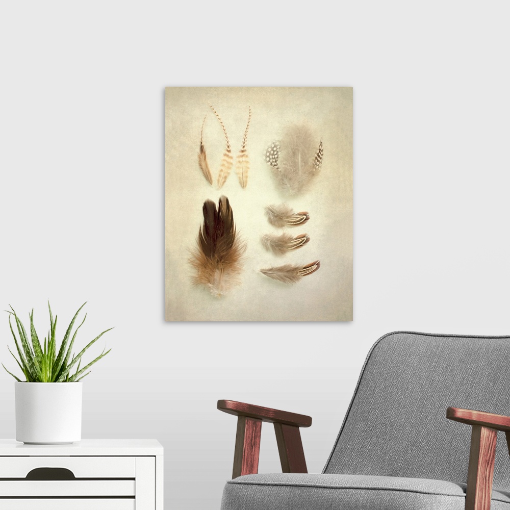 A modern room featuring A rustic photograph of various feathers against a beige background.