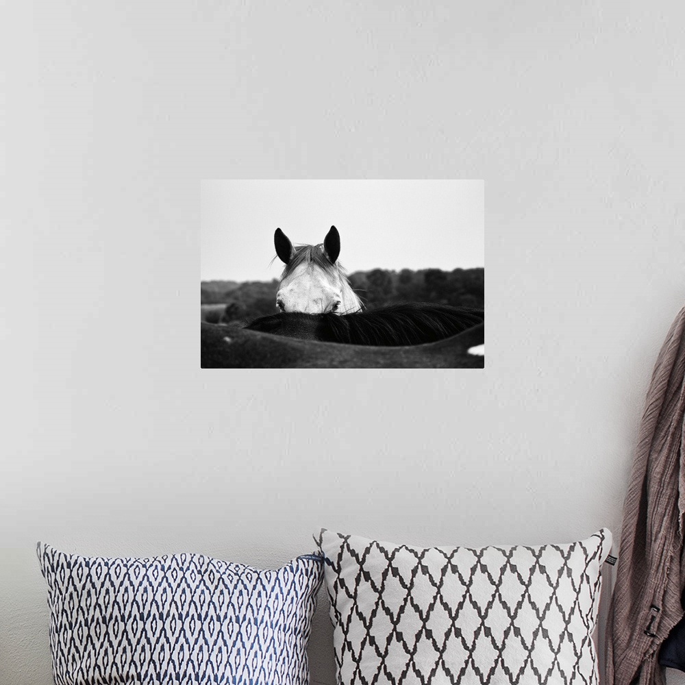 A bohemian room featuring Photograph of a coy horse looking at the camera from behind another horse.