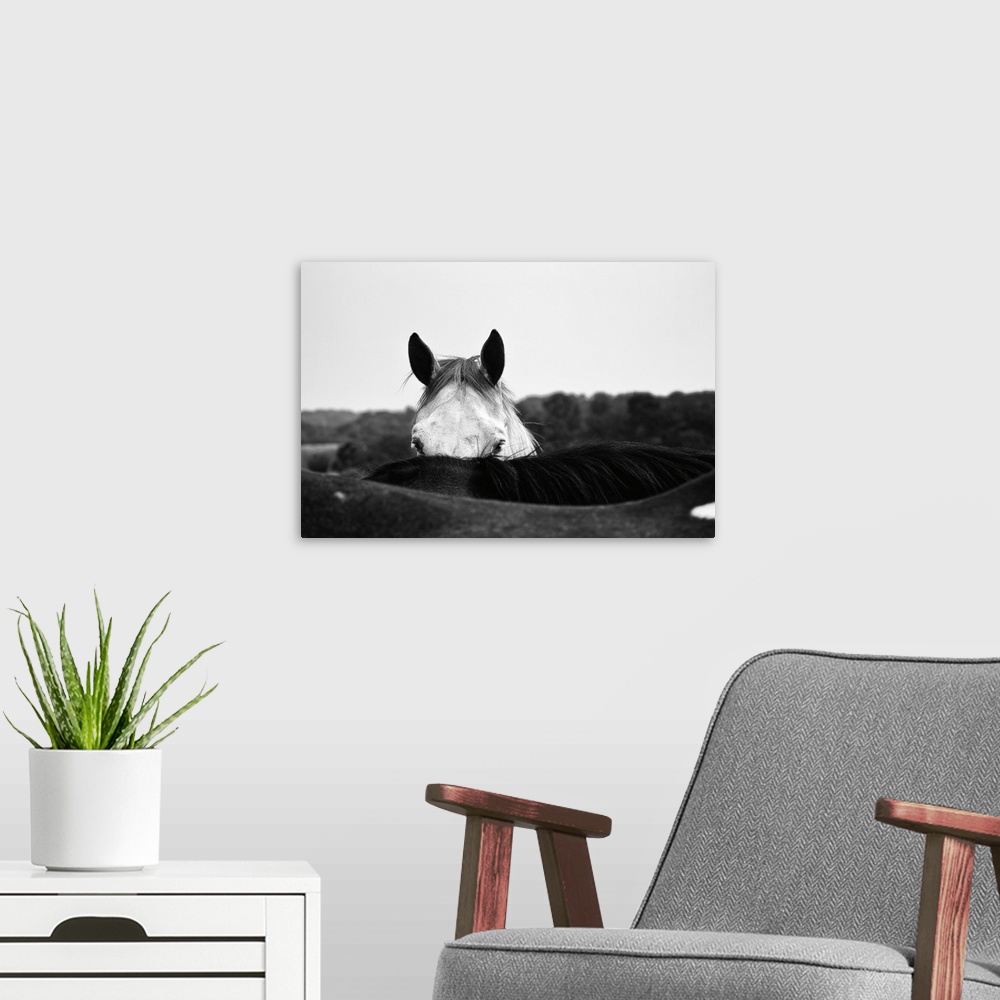 A modern room featuring Photograph of a coy horse looking at the camera from behind another horse.