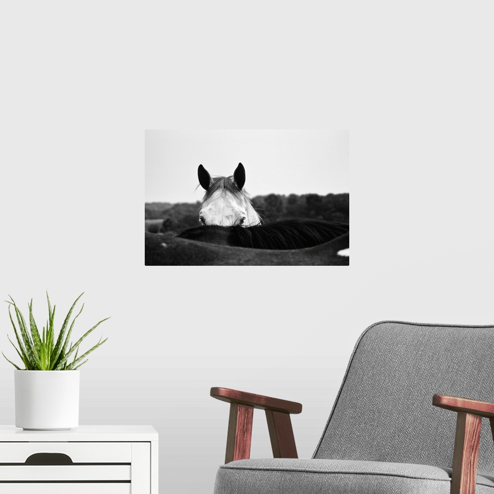 A modern room featuring Photograph of a coy horse looking at the camera from behind another horse.