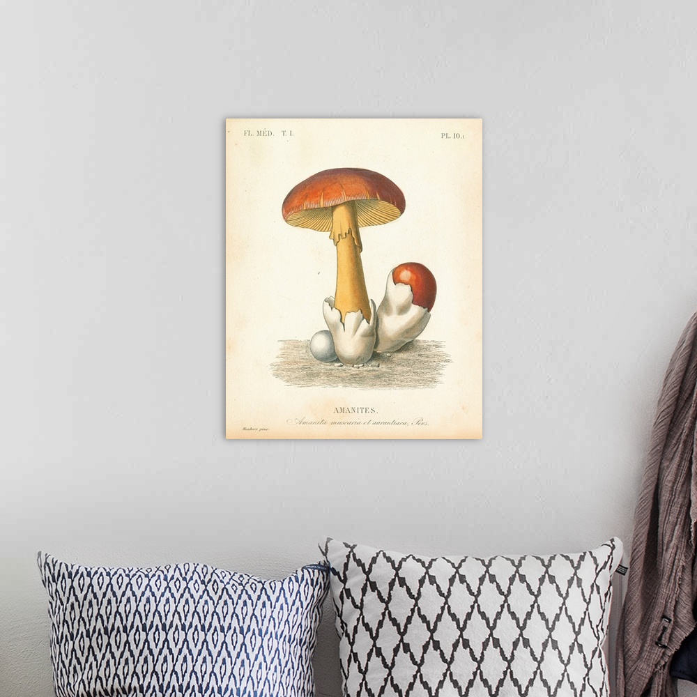 A bohemian room featuring French Mushrooms II