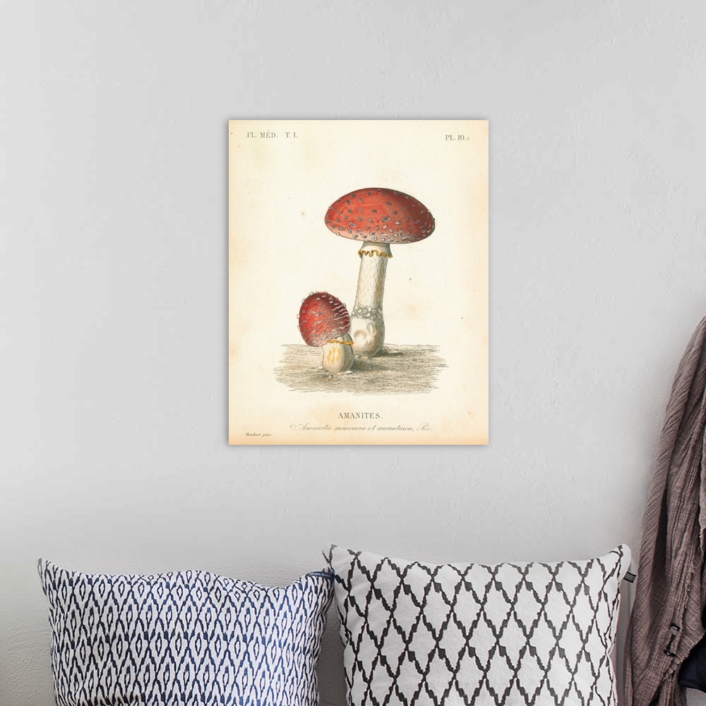 A bohemian room featuring French Mushrooms III