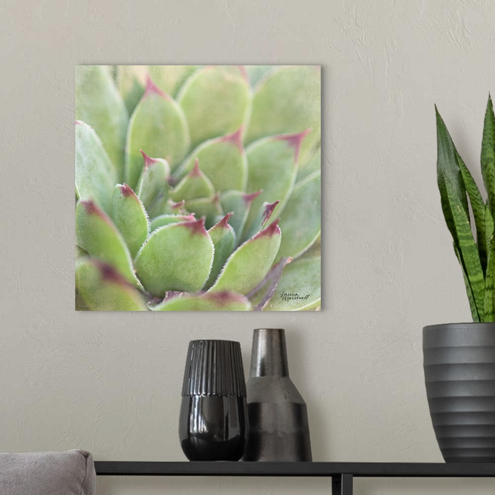 A modern room featuring Close-up square photograph of a green succulent plant with deep red tips.