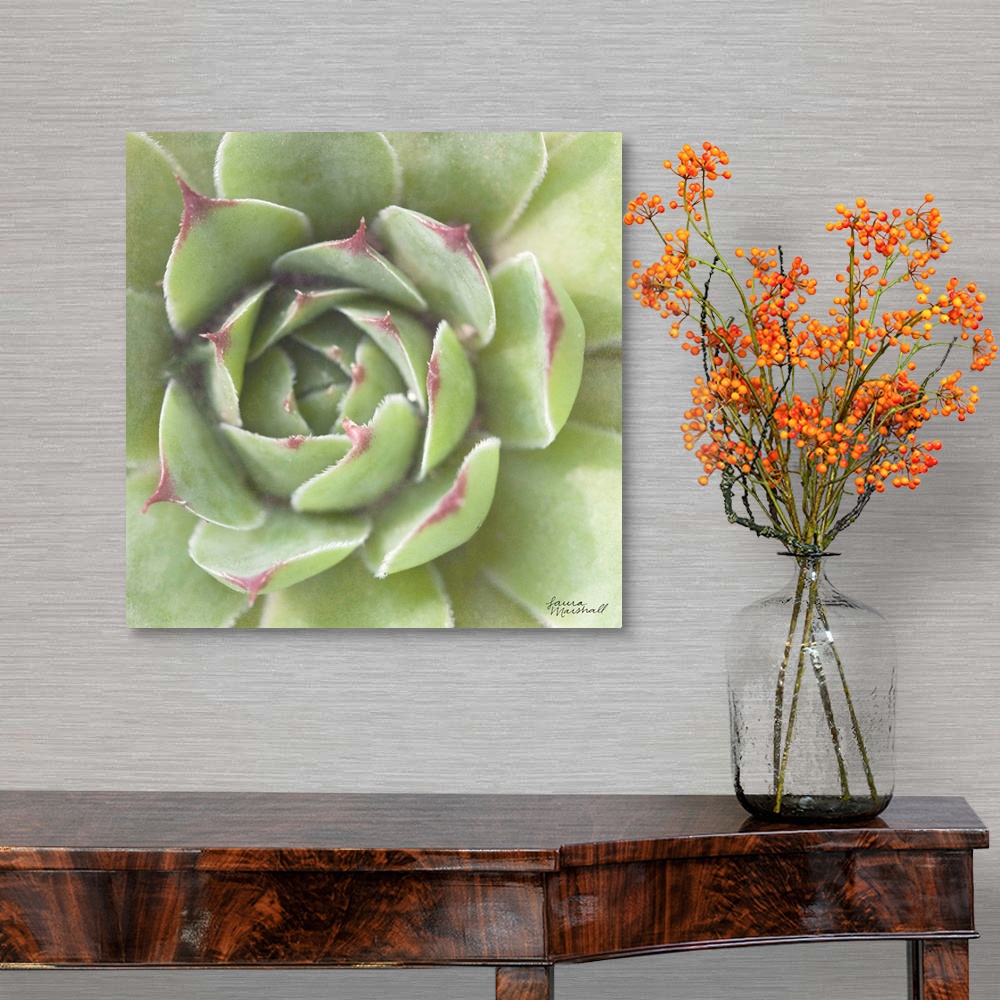 A traditional room featuring Close-up square photograph of a green succulent plant with deep red tips.