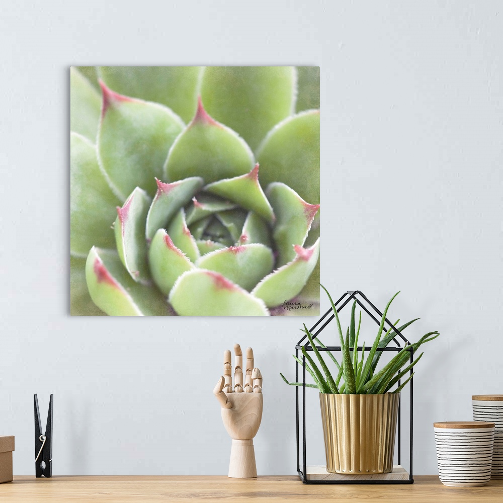 A bohemian room featuring Close-up square photograph of a green succulent plant with deep red tips.