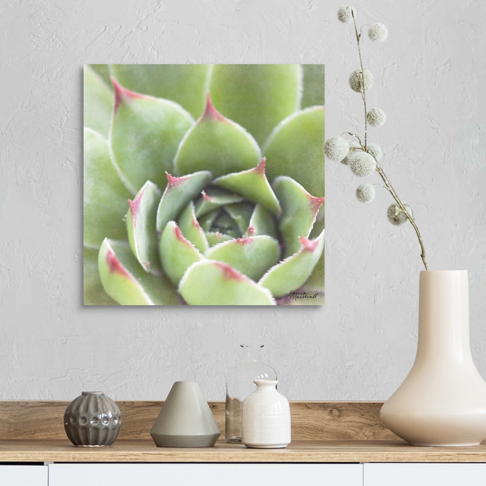 A farmhouse room featuring Close-up square photograph of a green succulent plant with deep red tips.