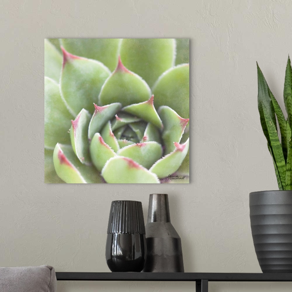 A modern room featuring Close-up square photograph of a green succulent plant with deep red tips.