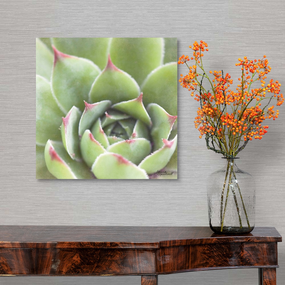 A traditional room featuring Close-up square photograph of a green succulent plant with deep red tips.