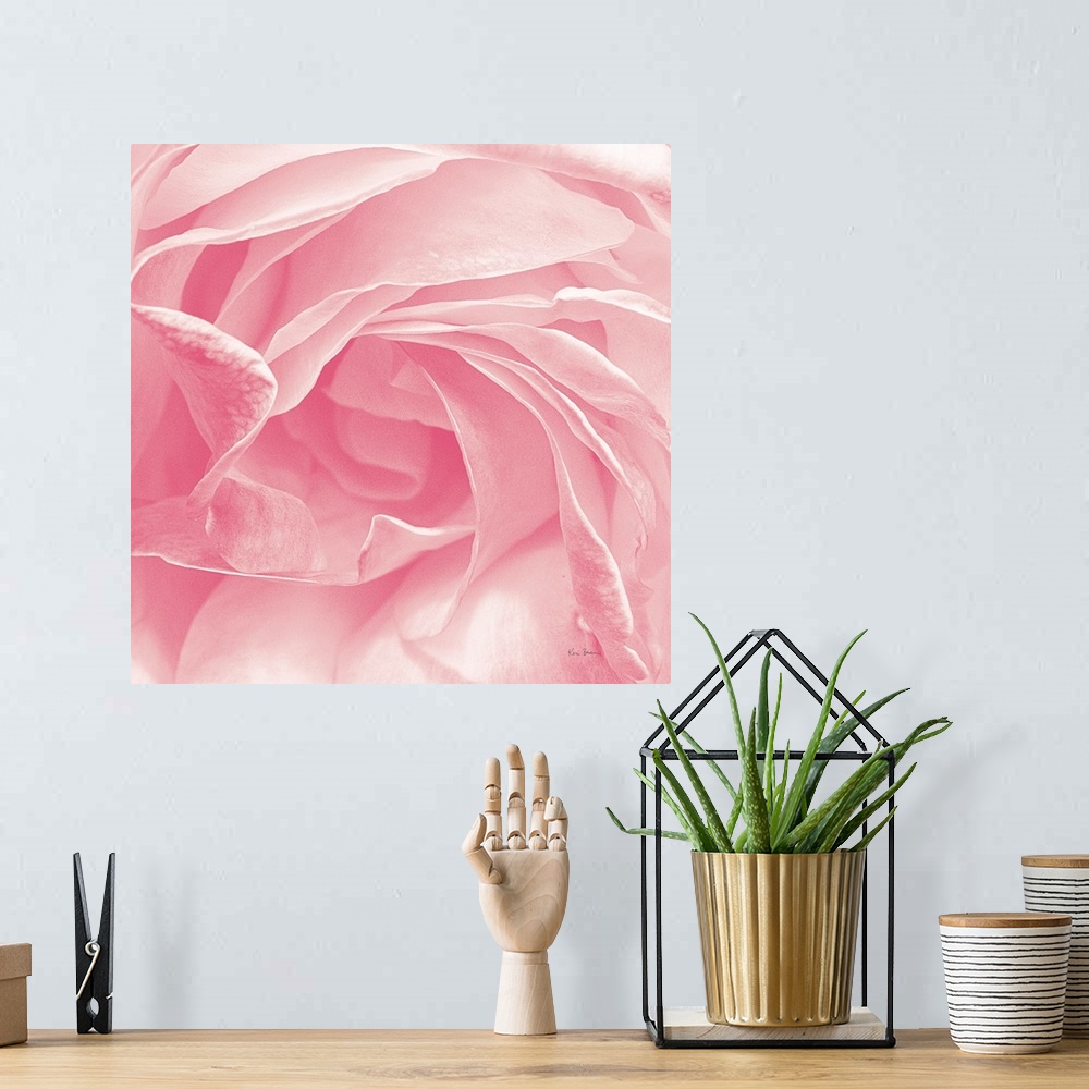 A bohemian room featuring Close-up photograph of a pastel pink rose on a square background.